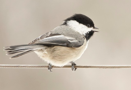 bird3
